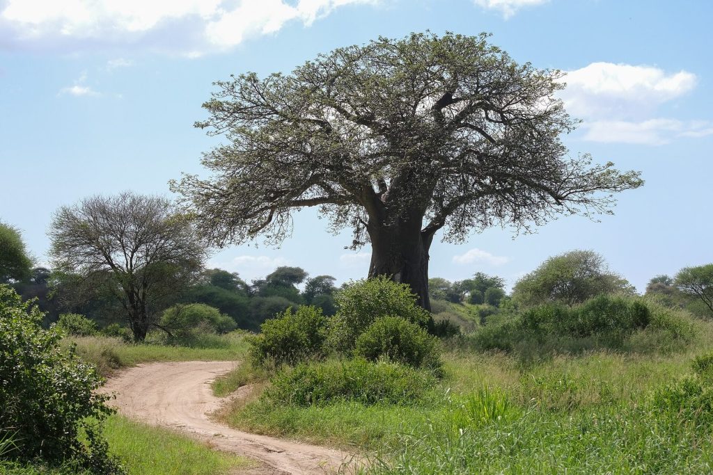 4-Day Private Camping Safari: Tarangire, Serengeti, and Ngorongoro