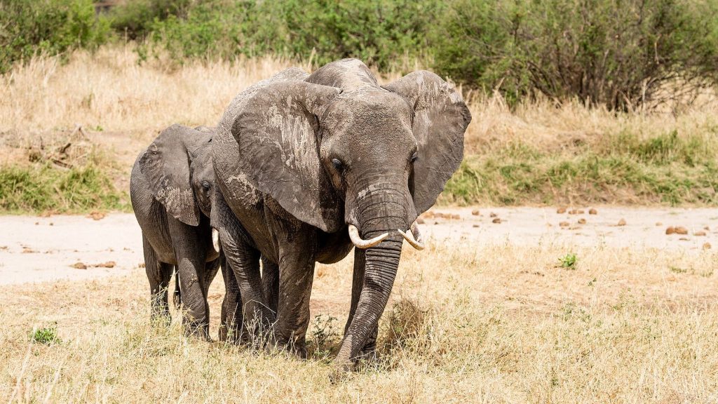 3-Day Safari from Zanzibar