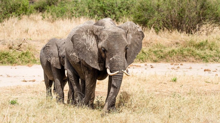 3-Day Safari from Zanzibar